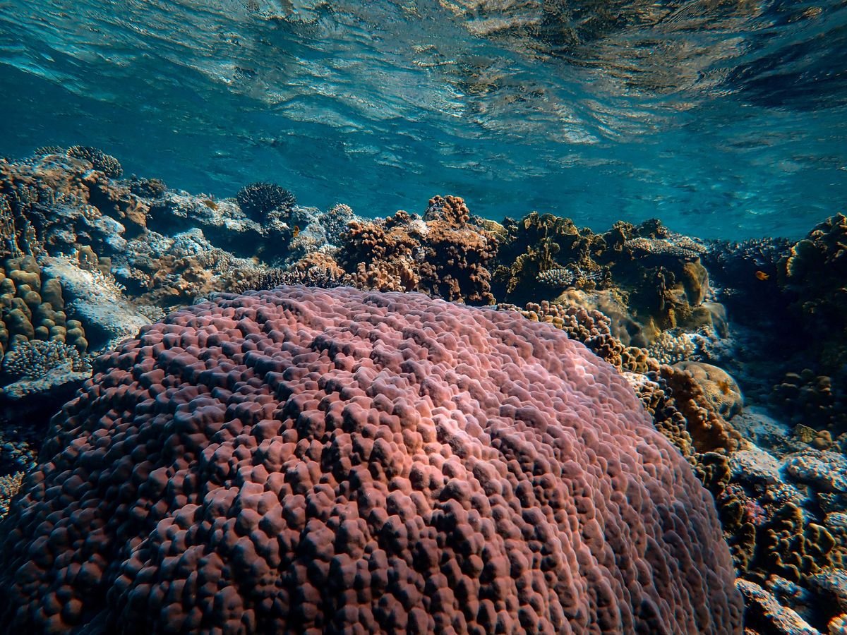 Colorful coral reef under clear water in the Red Sea